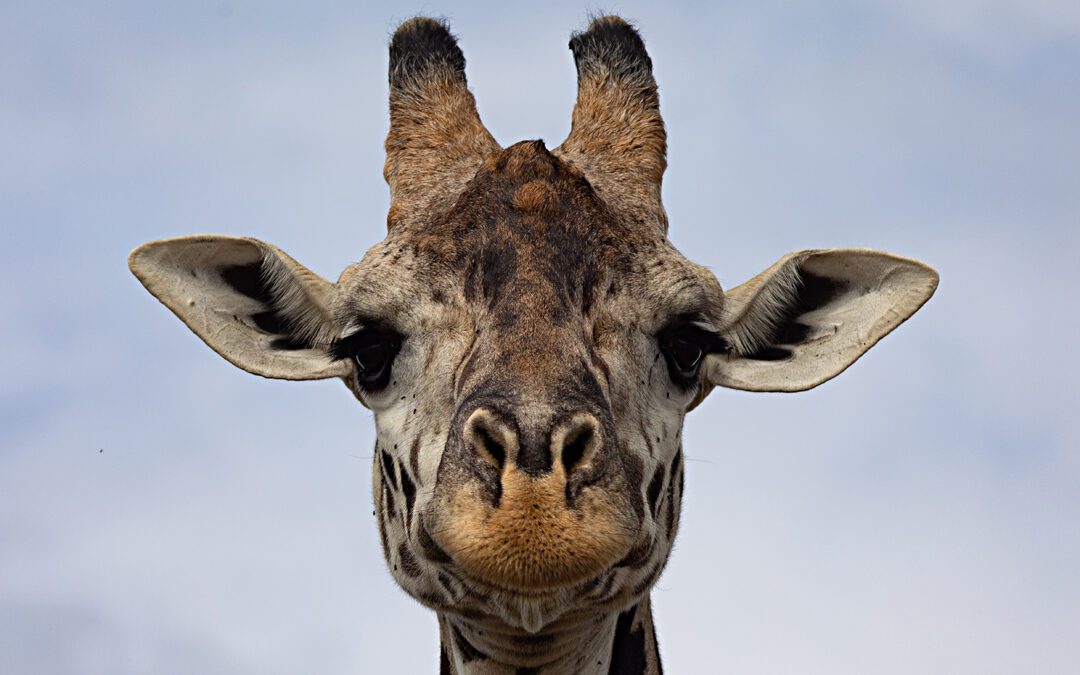 Head of giraffe.